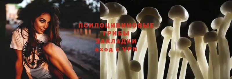 Псилоцибиновые грибы Psilocybe  наркошоп  Кувшиново 